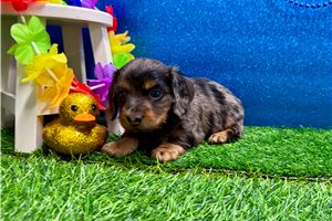 Wisteria - Mini Dachshund for sale
