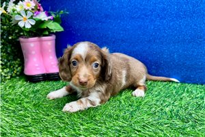 Lassie - Dachshund, Mini for sale