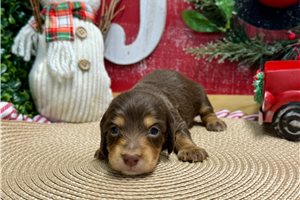 Bimini - Dachshund, Mini for sale