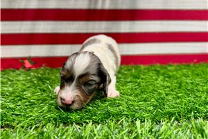 Samson - puppy for sale