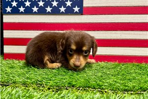 Soloman - Dachshund, Mini for sale