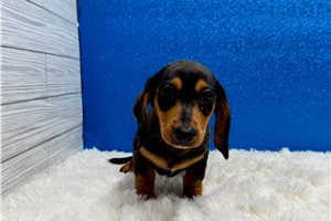 Wilbur - Dachshund, Mini for sale