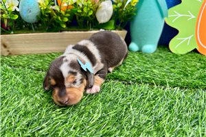Violet - Dachshund, Mini for sale