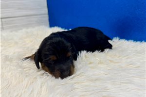 Bayer - puppy for sale