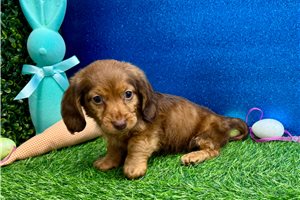 Jonah - Dachshund, Mini for sale
