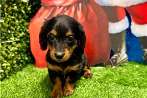 Grayson - Dachshund, Mini for sale