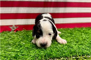 Sammy - Dachshund, Mini for sale