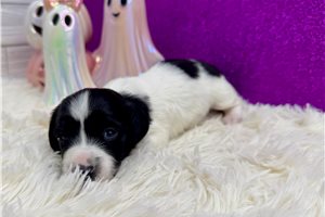 Precious - Mini Dachshund for sale