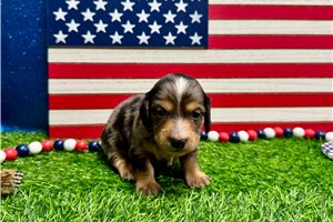 Seth - puppy for sale