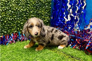 Malcolm - Dachshund, Mini for sale