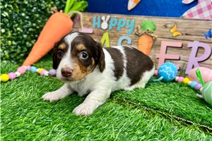 Scout - Dachshund, Mini for sale