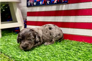 Sandy - puppy for sale