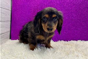 Wisteria - Dachshund, Mini for sale