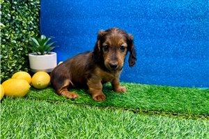 Emma - Dachshund, Mini for sale