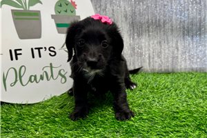 Pixie - Dachshund, Mini for sale