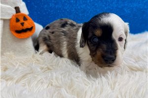 Remington - Mini Dachshund for sale