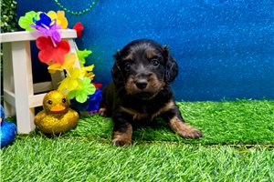 Zazu - puppy for sale