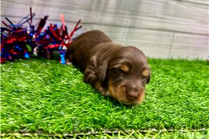 Pluto - Dachshund, Mini for sale