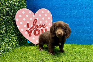 Bibi - Dachshund, Mini for sale