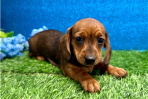 Jenny - Dachshund, Mini for sale