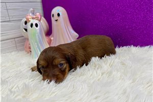 Rama - Mini Dachshund for sale