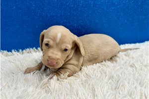 hudson - Mini Dachshund for sale