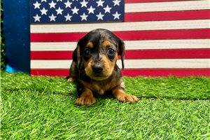 Poof - Dachshund, Mini for sale