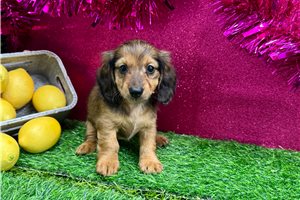 Naralee - Dachshund, Mini for sale