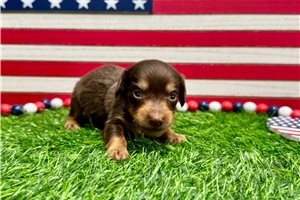 Soloman - puppy for sale