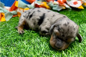 Elizabeth - puppy for sale