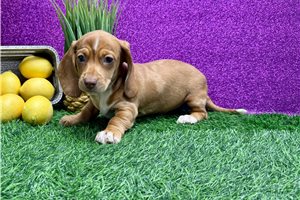 Vicki - Dachshund, Mini for sale
