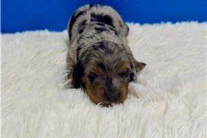 Baxter - puppy for sale
