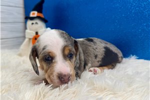 Tyson - Mini Dachshund for sale