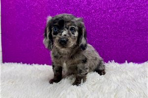 Sandy - puppy for sale