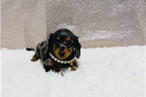 Pocahontas - Mini Dachshund for sale