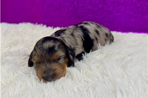 Belladonna - Dachshund, Mini for sale