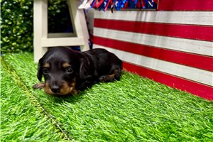 Pheobe - Dachshund, Mini for sale