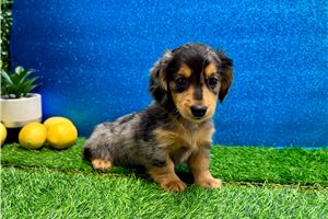 Hendrick - Dachshund, Mini for sale
