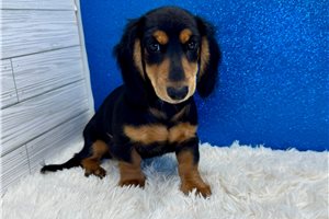 Sturgis - Dachshund, Mini for sale