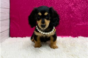 Sunny - Mini Dachshund for sale