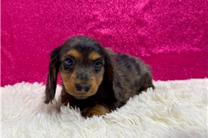 Wisteria - Dachshund, Mini for sale
