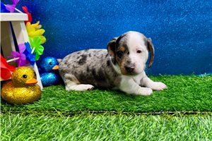 Washington - puppy for sale