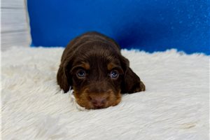 Chase - Mini Dachshund for sale
