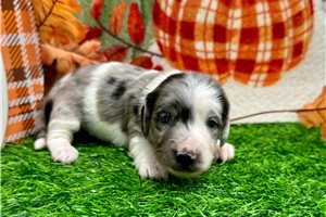 Ocean - puppy for sale