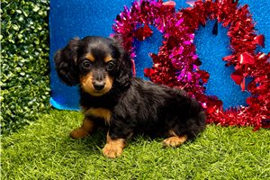 Gris - Dachshund, Mini for sale