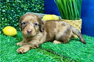 Jersey - puppy for sale