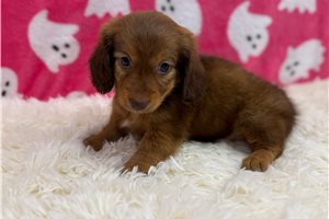 Rama - Mini Dachshund for sale