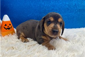 Tyler - Mini Dachshund for sale