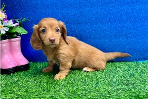 Larosa - Dachshund, Mini for sale