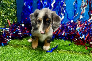 Maddie - Dachshund, Mini for sale